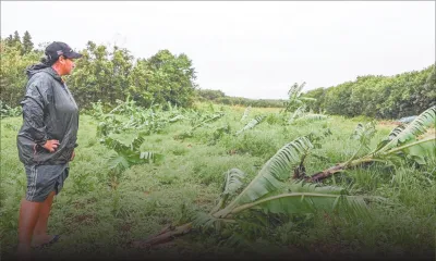 Post-Belal : une hausse entre 15 % et 20 % à prévoir sur les prix des légumes