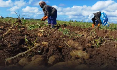 Les planteurs auront Rs 2 000 de plus pour la tonne de pomme de terre  