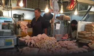 Salmonellose : 65 000 poules abattues et 50 000 œufs détruits à l’APD