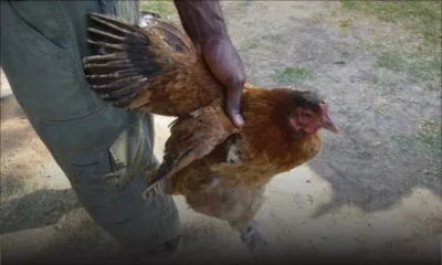 Un présumé voleur de poules arrêté à Quatre-Bornes