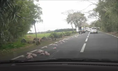 Beau-Vallon : des poulets sur la route