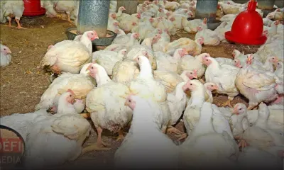 Vols de poulets, whisky et de bijoux : le butin estimé à Rs 600 000