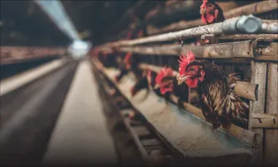 Enfermé dans un poulailler : un jeune de 19 ans secouru après trois mois