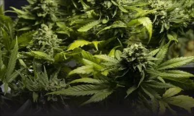 4 Minutes aux 4 Coins du Monde : le roi du Lesotho, veut faire de son royaume un centre mondial pour le cannabis médical