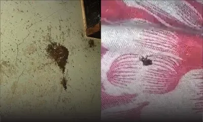 Bois-Mangues, Plaine-des-Papayes : des punaises se piquent de déranger des vigiles  