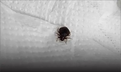 Insalubrité - hygiène à l’hôpital de Rose-Belle : ô punaises!