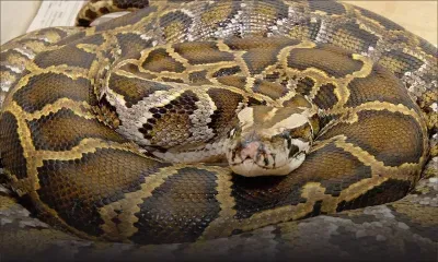 Indonésie : une femme retrouvée morte dans l'estomac d'un python