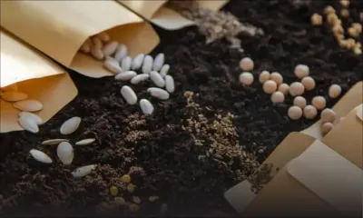 À Quatre-Sœurs : Vol de Rs 113, 800 de semences et de fertilisants