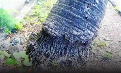 Insolite à Débarcadère, Flacq: son voisin s’oppose à ce qu’elle abatte des cocotiers sur son terrain