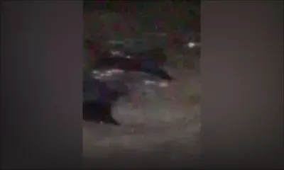 Balaclava : des raies aperçues dans le lagon