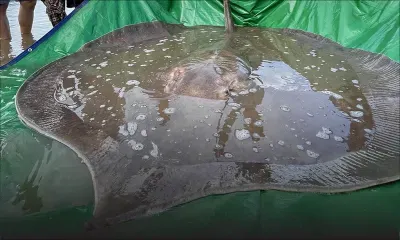 Cambodge: une raie de 4 mètres de long et de 180 kilos pêchée dans le Mékong