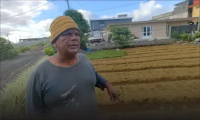 Post-pluies torrentielles : les herbes fines touchées, selon un planteur de La Marie