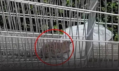 Un rat dans un caddie à Bagatelle