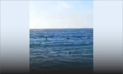 Flic-en-Flac : des raies aperçues dans le lagon