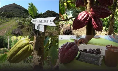 Sébastopol : à la découverte de l'unique culture du cacao à Maurice 