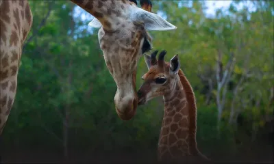 Naissance du premier girafon à Maurice : un coup de cœur nommé Nyota 
