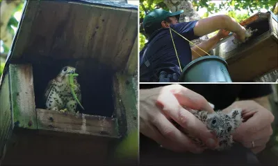 Protection des oiseaux endémiques : des Kestrels et des … hommes