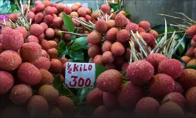 Letchis à Rs 300 le demi-kilo : un prix qui laisse un goût aigre-doux 
