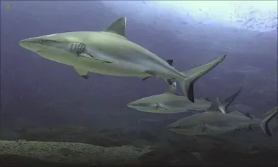 Des requins au Nord de Maurice : des images exceptionnelles 