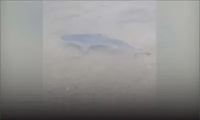 Un requin aperçu au bord de la plage publique de Le Goulet