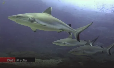 Pêche aux requins interdite dans nos eaux territoriales : des règlements bientôt promulgués