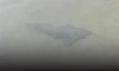 La Cuvette : une famille tombe nez à nez avec un requin au bord de la plage