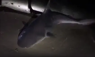 Mont-Choisy : un requin capturé puis relâché