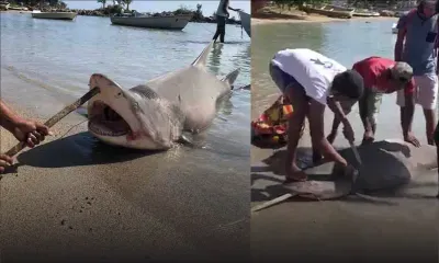 Requin-bouledogue capturé à Grand-Gaube 