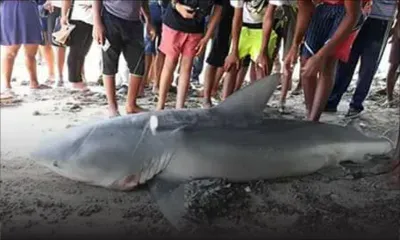 Requins dans nos lagons : une étude pour faire le lien entre les squales et l’aquaculture