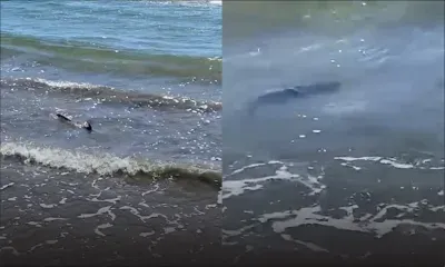 Tamarin : des bébés requins-bouledogues aperçus 