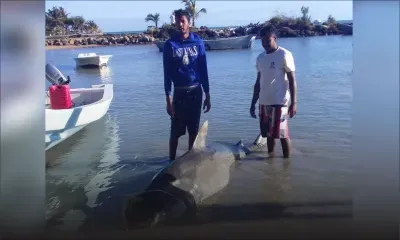 Grand-Gaube : un requin tigre capturé
