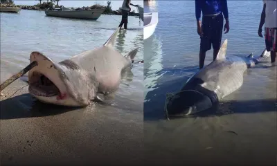Grand-Gaube : 2 requins capturés en 3 trois jours, les habitants s’inquiètent