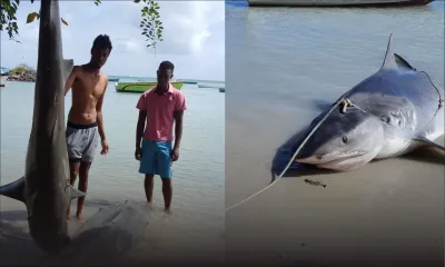 PNQ : XLD produit les photos de deux requins capturés à Grand-Gaube 