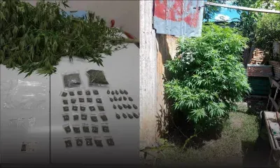 À Ti Rodrig, Résidences La-Cure : l’Adsu saisit du cannabis d’une valeur de Rs 300 000