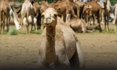 Sécheresse en Australie : plus de 5 000 dromadaires sauvages abattus