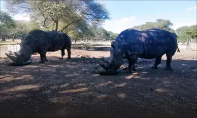 Journée mondiale du rhinocéros : rencontre avec Benji et Ella ce mercredi matin