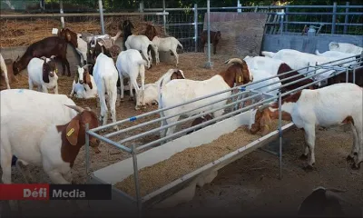 Mouvement du bétail de Rodrigues à Maurice : un protocole mis en place
