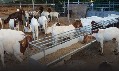 Importation de bétail de Rodrigues : l'interdiction levée, un protocole mis en place