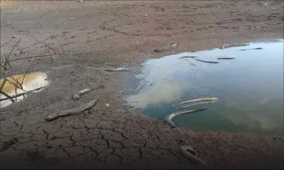 Rodrigues : la sècheresse se fait déjà sentir