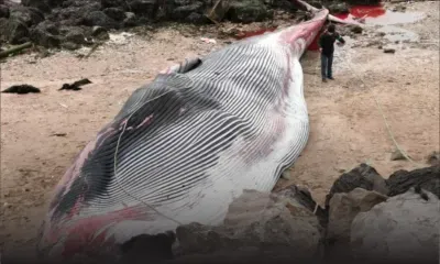Phénomène rare : un rorqual, un des plus grands animaux au monde, échoué dans le port de Calais