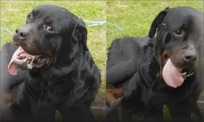 Où sont passés les deux Rottweilers qui ont semé la peur dans des quartiers de Vacoas ?