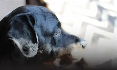 Goodlands : un Britannique dit avoir été mordu par plusieurs chiens