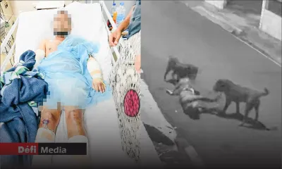 Attaque de Rottweilers à Port-Louis : la collaboration du public réclamée pour retrouver le 2e molosse