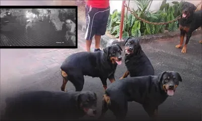 À Petit-Raffray : des Rottweilers sauvent une famille des griffes de six bandits armés