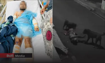 Sous la garde de l’unité canine de la police depuis sa capture : un rottweiler suspecté d’agression reconverti en chien policier