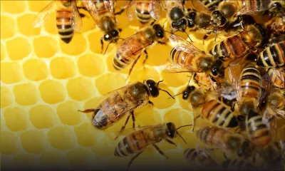 Bras-d’Eau : une dizaine d’apiculteurs affectés par les intempéries