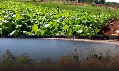Quand la beauté de la vie rurale reprend ses droits…