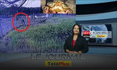 JT - Rs 100 000 de pertes, des centaines de crabes volés d'un barachois à Poudre-d'Or