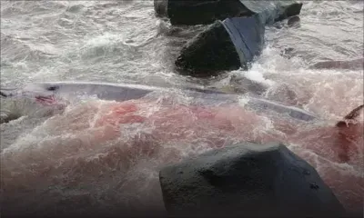 Gris-Gris : une vidéo montre le dauphin en train de se battre pour survivre 
