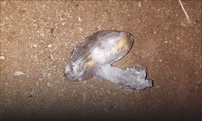 Dans l’Ouest : elle porte plainte après l’atterrissage de contenus bizarres dans sa cour 